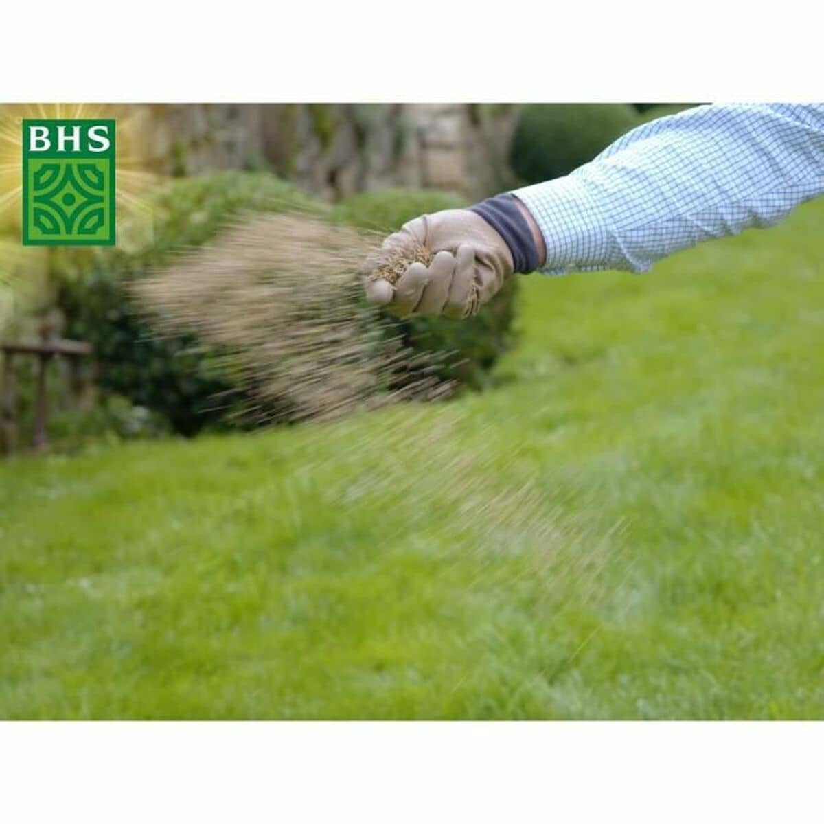 Semillas BHS 3 Kg