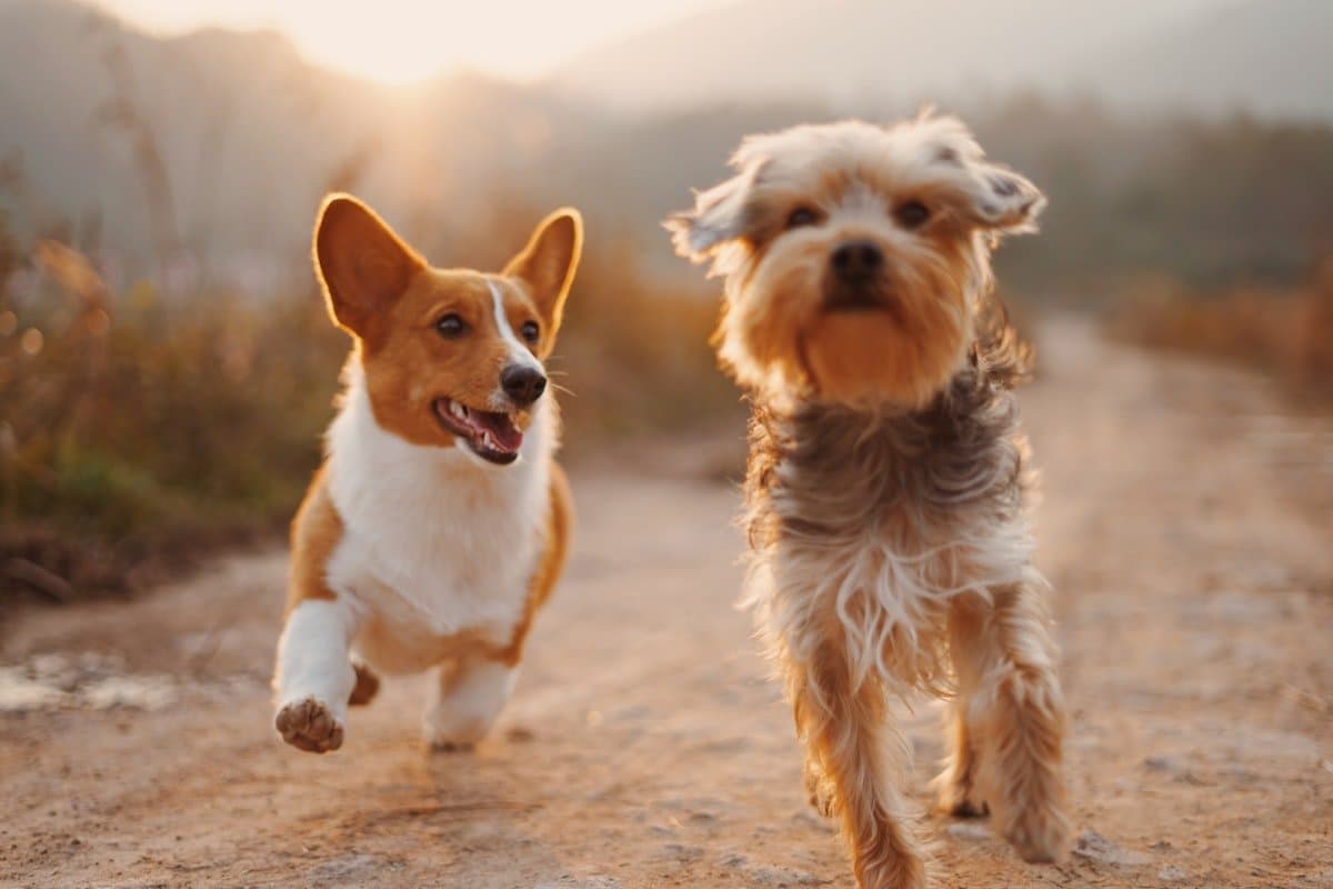 Los mejores accesorios para consentir a tu mascota este verano